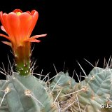 Echinocereus triglochidiatus v. HK1297 JLcoll.1288.JPG